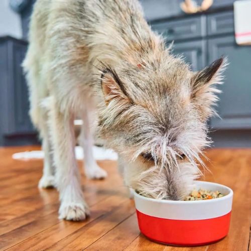 Dog eating Stella & Chewy's Gobblin Good FreshMade Gently Cooked dog food 