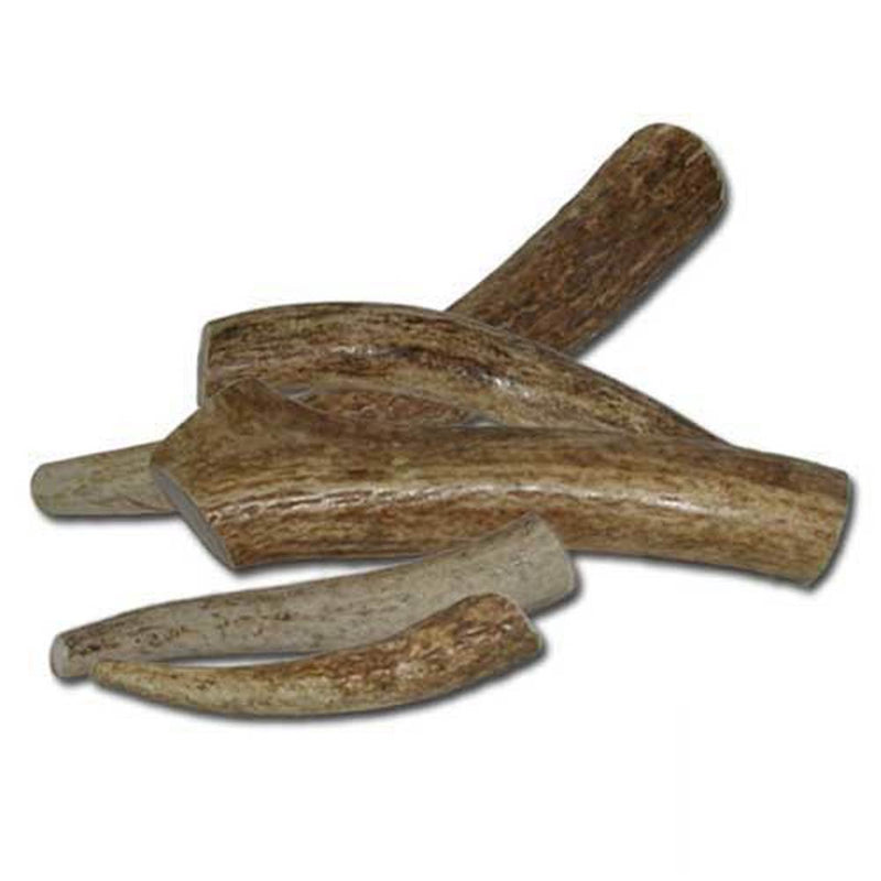 Happy Dog Elk Antlers