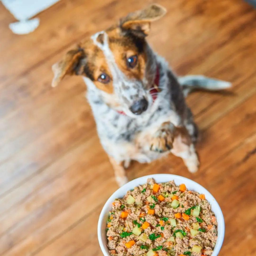 Stella & Chewy's FreshMade Meat-a-Palooza frozen gently cooked dog food being served to a dog