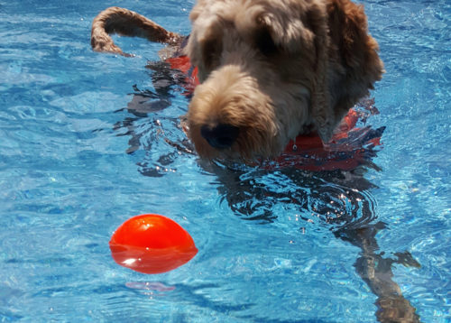 Ruff Dawg Indestructible Ball