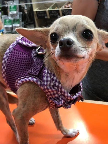 Chihuaha in Tiny Purple Harness by Puppia