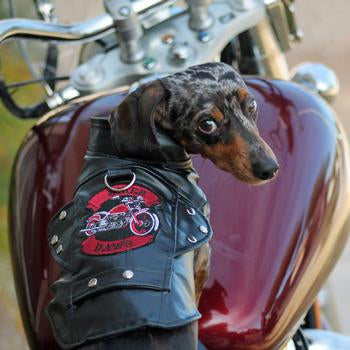 Doggie Design Biker Dawg Motorcycle Jacket, Black